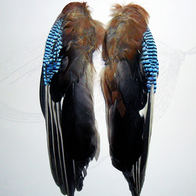 Blue Jay Wings Pin